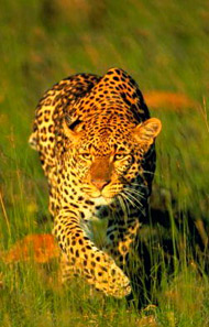 Leopard, animale