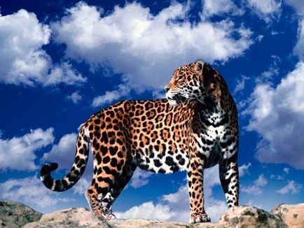 Leopard, animale