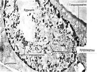 Linkornaya DNS hiszton core-