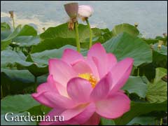 Lotus în iazul de grădină