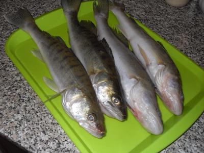 Ragályos sügér téli sprotni (sprotni) Ragályos süllő télen sprotni