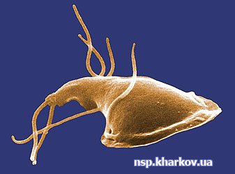 Giardia gyermekeknél és felnőtteknél 1