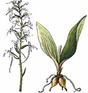 Fehér Sarkvirág felhasználása a növények gyógyászati ​​hagyományos orvoslás