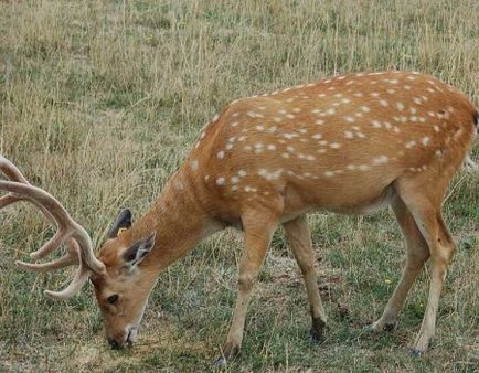 Deer Manhole cu mâinile proprii