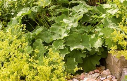 Alchemilla mollis, ültetés és gondozás