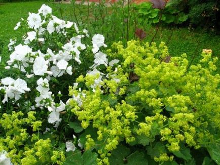 Alchemilla mollis, ültetés és gondozás