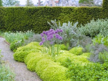 Alchemilla mollis, ültetés és gondozás