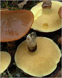 Маслюки - гриби маслюки