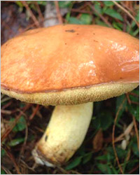 Маслюки - гриби маслюки