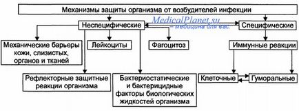 Механізми захисту організму від збудників інфекції