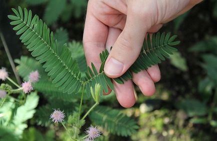 Mimosa (mimóza), gondoskodás, típusok, fotók