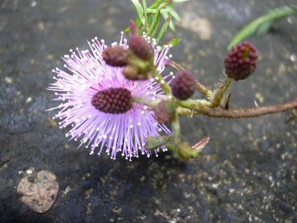 Mimosa leírás, típusú, telepítési szabályok és gondozás, reprodukció, dekorativitás, a felhasználás (ok) Mimosa leírás, típusú, telepítési szabályok és gondozás, reprodukció, dekorativitás, a használat