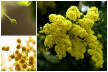 Mimosa leírás, típusú, telepítési szabályok és gondozás, reprodukció, dekorativitás, a használat (mag) Mimosa leírás, típusú, telepítési szabályok és gondozás, reprodukció, dekorativitás, a használat