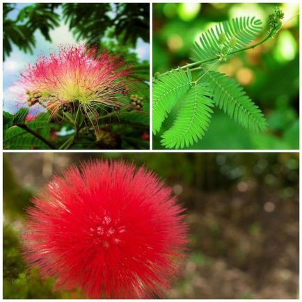 Mimosa leírás, típusú, telepítési szabályok és gondozás, reprodukció, dekorativitás, a használat (videó) Mimosa leírás, típusú, telepítési szabályok és gondozás, reprodukció, dekorativitás, a használat