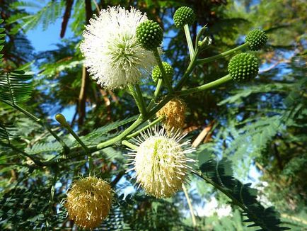 Mimosa leírás, típusú, telepítési szabályok és gondozás, reprodukció, dekorativitás, a használat (használt) Mimosa leírás, típusú, telepítési szabályok és gondozás, reprodukció, dekorativitás, a használat