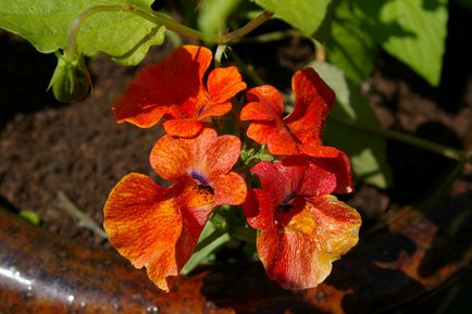 Mimulus - tipuri de mimuli, plantare și îngrijire