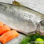 Alaska a preparat pas cu pas o rețetă cu meniu de pește și pește