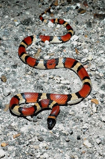 Șarpele de lapte (lampropeltis triangulum)