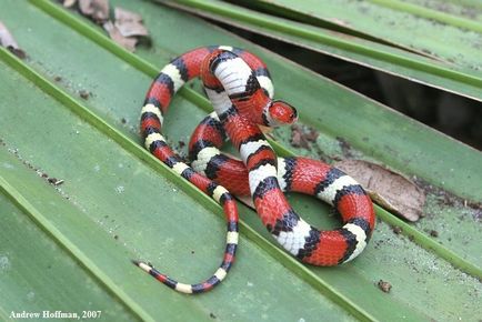 Молочна змія (lampropeltis triangulum)