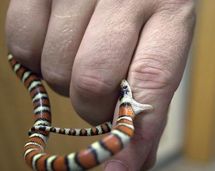 Șarpele de lapte (lampropeltis triangulum)