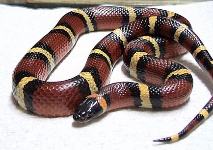 Молочна змія (lampropeltis triangulum)