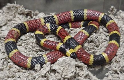 Молочна змія (lampropeltis triangulum)