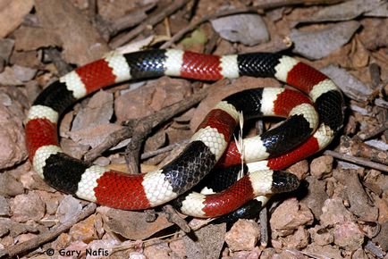 Молочна змія (lampropeltis triangulum)