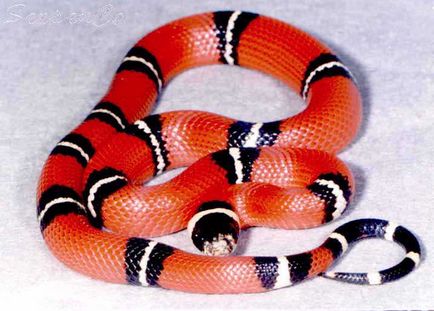 Tejsav kígyó (Lampropeltis triangulum)
