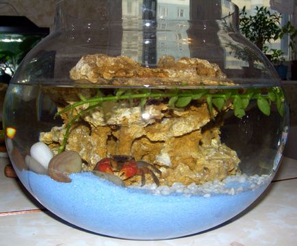 Este posibil să păstrați casele crabului