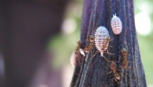 Mealybug hol van, és hogyan kell kezelni a kártevők