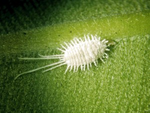 Mealybug - gyapjú növény