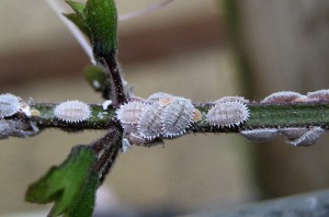 Mealybug - gyapjú növény