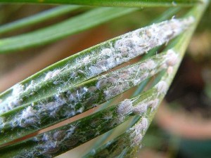 Mealybug - gyapjú növény