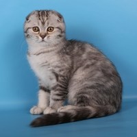 Мутації вух у кішок і 8 порід кішок з неправильними вушками