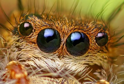 Insecte în lentila Thomas Shahana - știri în fotografii