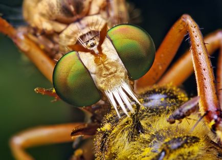 Insecte în lentila Thomas Shahana - știri în fotografii