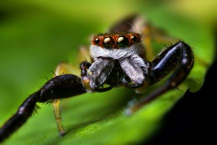 Insecte în lentila Thomas Shahana - știri în fotografii