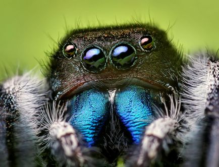 Insecte în lentila Thomas Shahana - știri în fotografii