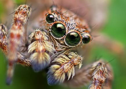 Insecte în lentila Thomas Shahana - știri în fotografii