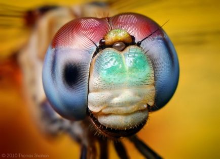 Insecte în lentila Thomas Shahana - știri în fotografii