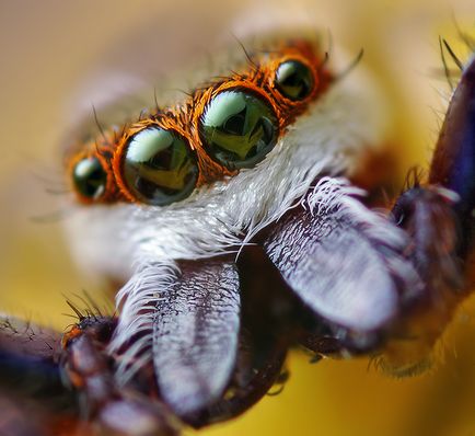 Insecte în lentila Thomas Shahana - știri în fotografii