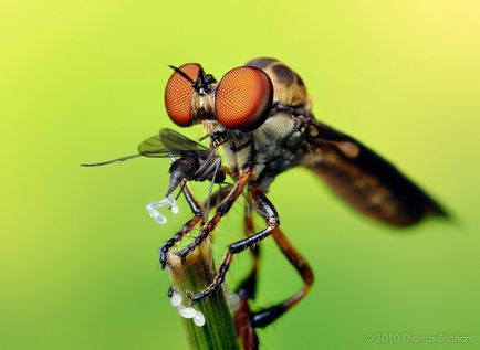 Insecte în lentila Thomas Shahana - știri în fotografii