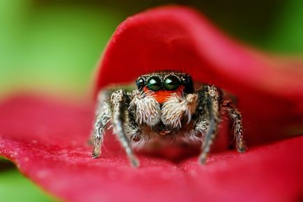 Insecte în lentila Thomas Shahana - știri în fotografii