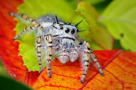 Insecte în lentila Thomas Shahana - știri în fotografii