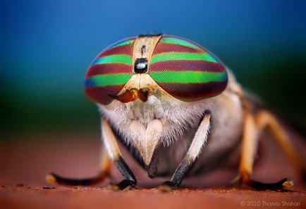 Insecte în lentila Thomas Shahana - știri în fotografii