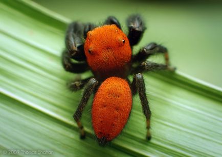 Insecte în lentila Thomas Shahana - știri în fotografii