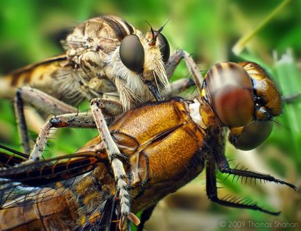 Insecte în lentila Thomas Shahana - știri în fotografii