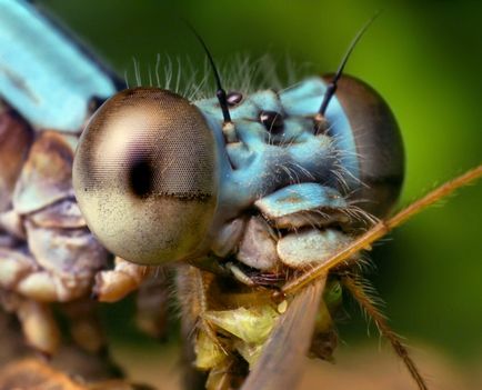 Insecte în lentila Thomas Shahana - știri în fotografii