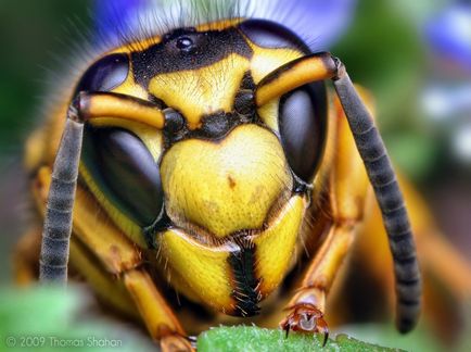 Insecte în lentila Thomas Shahana - știri în fotografii