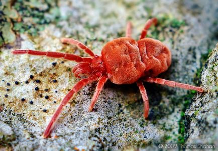 Insecte în lentila Thomas Shahana - știri în fotografii